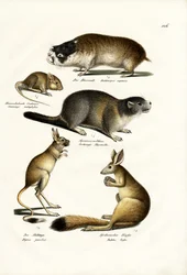 Topo de las dunas, 1824